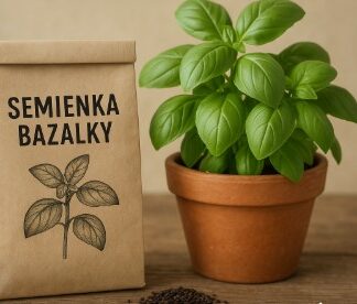 Semienka bazalky z domáceho pestovania – 15 kusov v balení